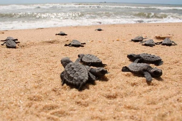 Passeio para Praia do Forte e Guarajuba - Litoral Norte